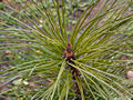 Pinus ponderosa Pendula IMG_1562 Sosna żółta